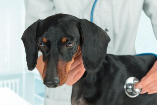 Doctor veterinarian listens dachshund dog in a hospital with stethoscope