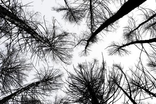 Tree crowns. Bottom View. Mystic dark trees seen from below - image