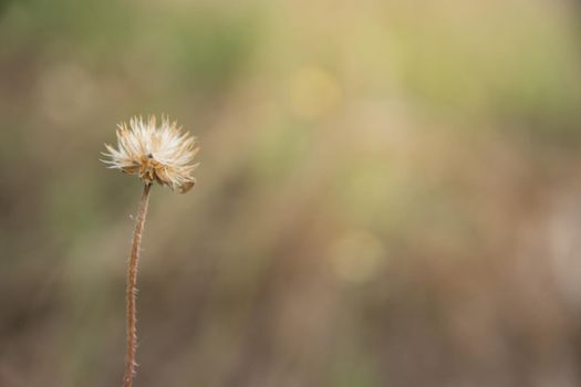 Background macro flower