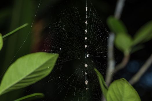 Macro Spider on Leaf