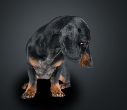 Smooth-haired dachshund dog looking down on black background, space for text