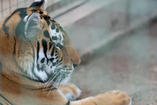 Face of tiger in cage, close-up