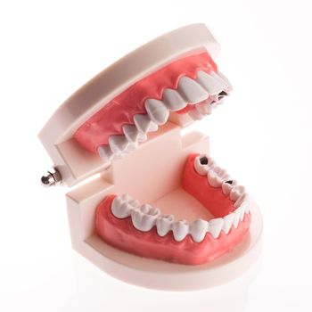 Training dental jaw layout on a white background - image