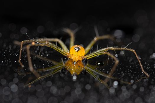 Macro Spider Yellow Background Colorful