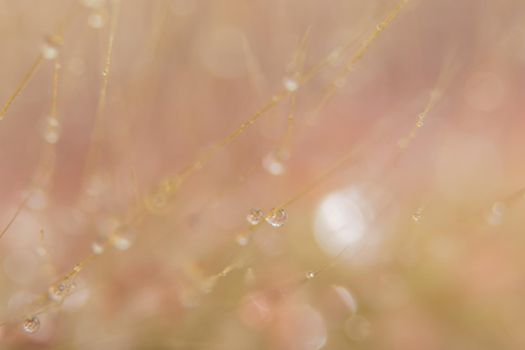 Macro background, water drops on wild flowers