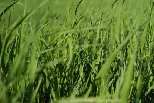 Green grass natural background texture, Lawn for the background - image