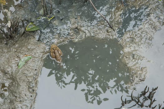 Mudskipper is in the water.