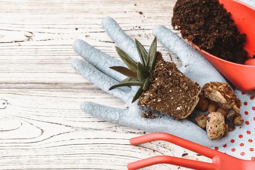 Florist concept. Replanting beautiful succulents on wooden background