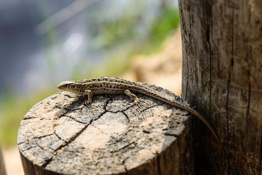 Small lizard posing on tree stump in Razan region , Russia.