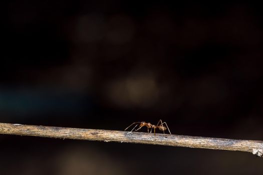 macro red ant