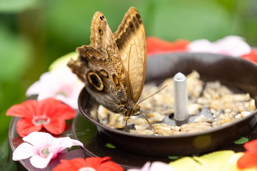 Butterfly climbing in the feeder in a greenhouse