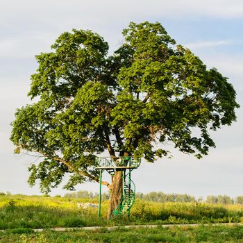 huge oak tree growing in the summer field with green iron ladder leading him along the screw