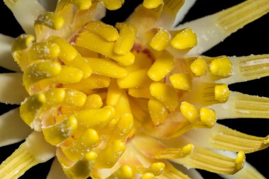 Close-ups Yellow lotus