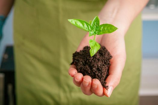 Closeup shot of a woman holding a green plant in palm of her hand. Close up