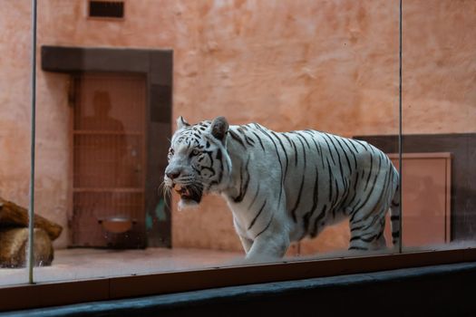 Animal: White Tiger walking at the zoo