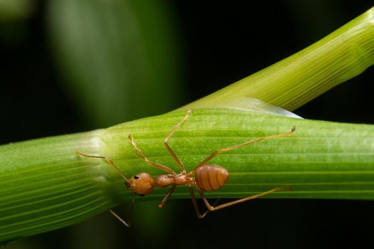 macro red ant