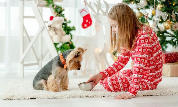 Child girl feeding dog near Christmas tree at home. Pretty kid gives food to doggy pet terrier at New Year time