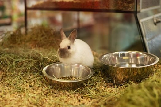 Rabbit for sale behind the glass showcase in a pet store