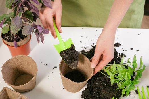 Gardening, planting at home.Woman relocating sprout houseplant