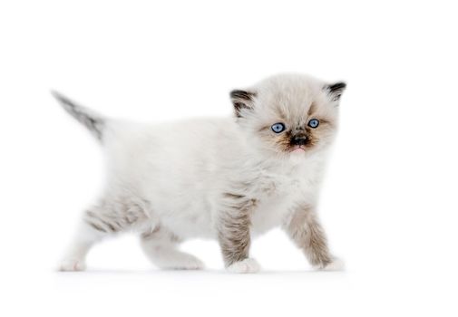 Adorable ragdoll kitten isolated on white background with copyspace. Fluffy purebred kitty cat pet with blue eyes looking at camera