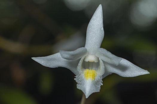 Close up of white orchid