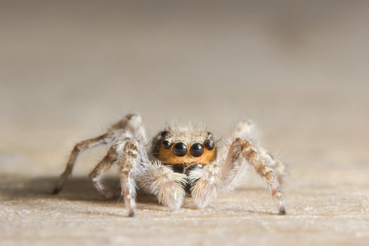 Macro Spider on Leaf