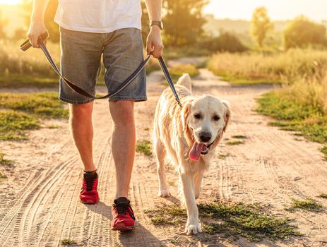 Golden retriever walking next to man legs along ground road