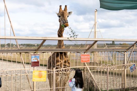 KYIV, UKRAINE - August 28, 2020: Girl Feeding Giraffe at Zoo