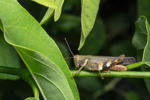 Close up photos of locusts