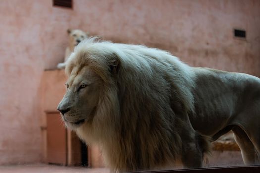 white lion in the zoo, the king of animals