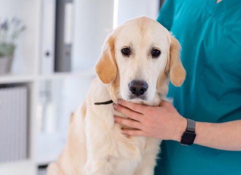 Beautiful golden retriever in veterinarian clinic