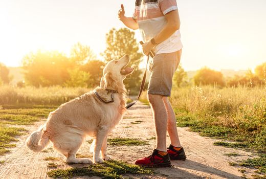Training of golden retriever dog outdoors at sunset by man