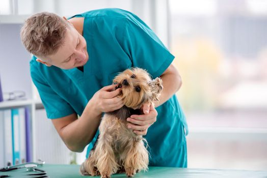Man vet checking yorkshire terrier teeth during appointment in clinic