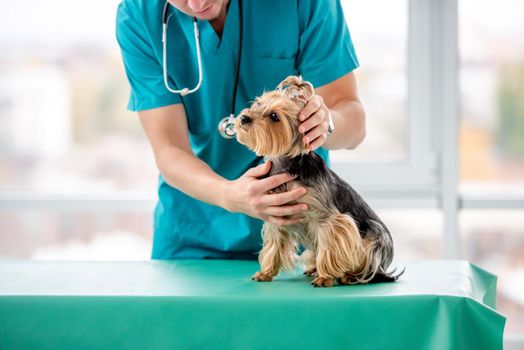 Veterinarian examining yorkshire terrier during appointment in clinic