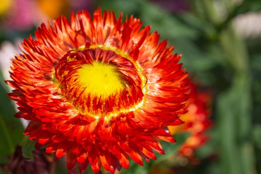 Straw flower Natural macro