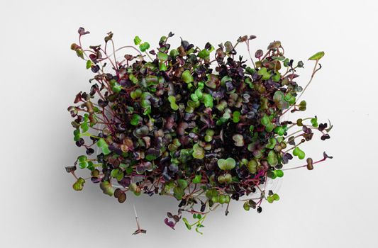 Micro green growing sprouts isolated on white background, top view