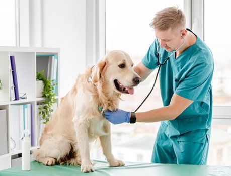 Vet listening golden retriever dog with stetoscope in veterinary clinic
