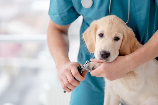 Cutting claws of lovely young dog in vet clinic