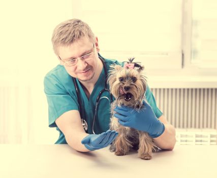 Portrait of smiling veterinarian in glasses holding Yorkshire Terrier dog on hands and looking at camera. Veterinary clinic
