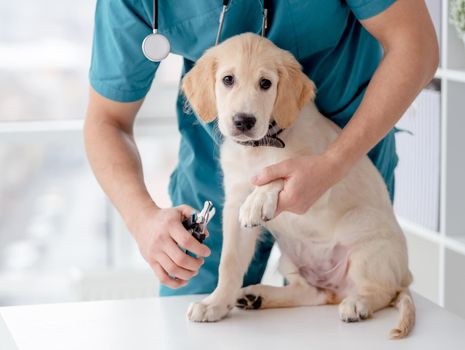 Cutting claws of lovely young dog in vet clinic