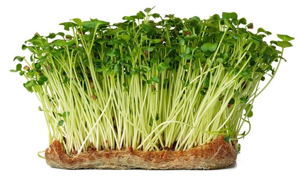 Radish daikon micro green sprouts isolated on white background