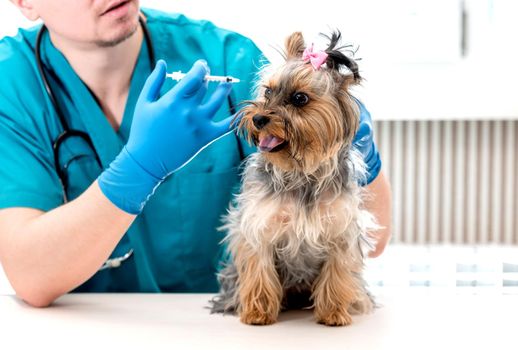 Male veterinarian giving an injection to Yorkshire Terrier dog at vet clinic. Selective focus on dog