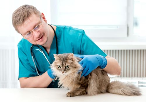 Veterinarian checking up grey cat at veterinary office. Veterinary doctor regular check-up for a cat. Pet healthcare concept