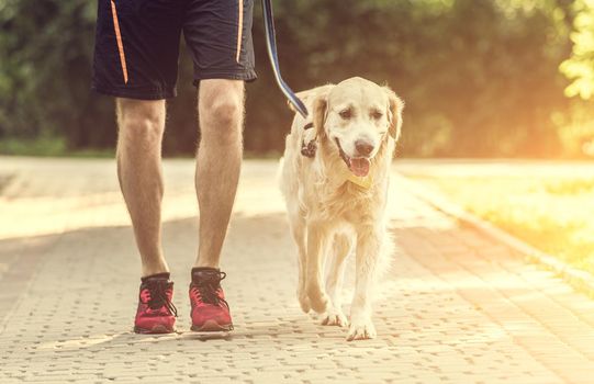 Man running across bridge with golden retriever during training in park