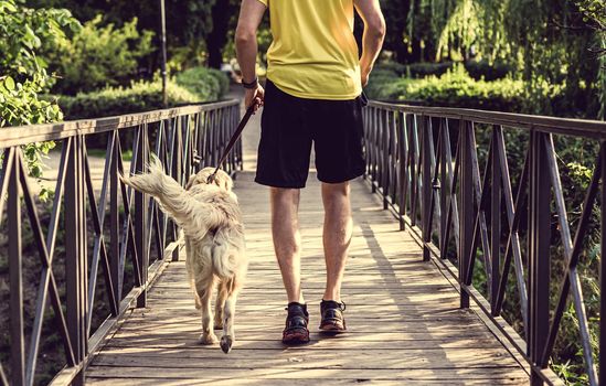 Rear view of sportive man jogging across park bridge with golden retriever dog in summer