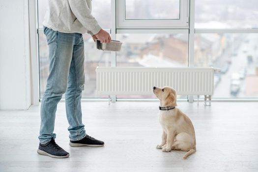 Lovely retriever dog awaiting feeding from man at home