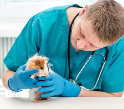 Male veterinarian pet doctor examining guinea pig at vet office. Pet doctor in blue uniform holding small guinea pig and looking at it