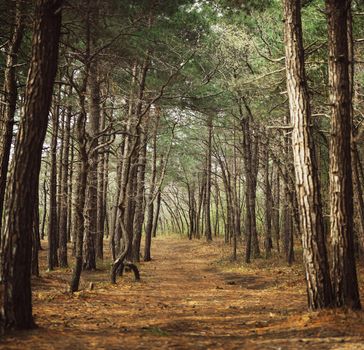 Footpath in a beautiful pine forest