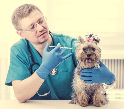 Male veterinarian giving an injection to Yorkshire Terrier dog at vet clinic. Selective focus on dog