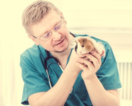 Cropped shot of a veterinary doctor in blue uniform and stethoscope holding guinea pig on hands. Animal healthcare concept
